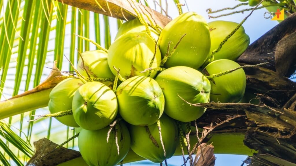 Agricultor mostra peixes saído de dentro de coco verde! Vídeo