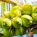 Agricultor mostra peixes saído de dentro de coco verde! Vídeo