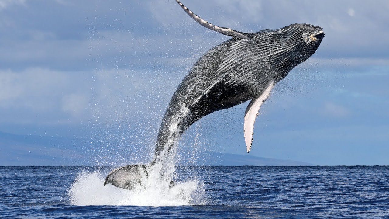 Impressionante! Baleia Jubarte engole homens! Vídeo