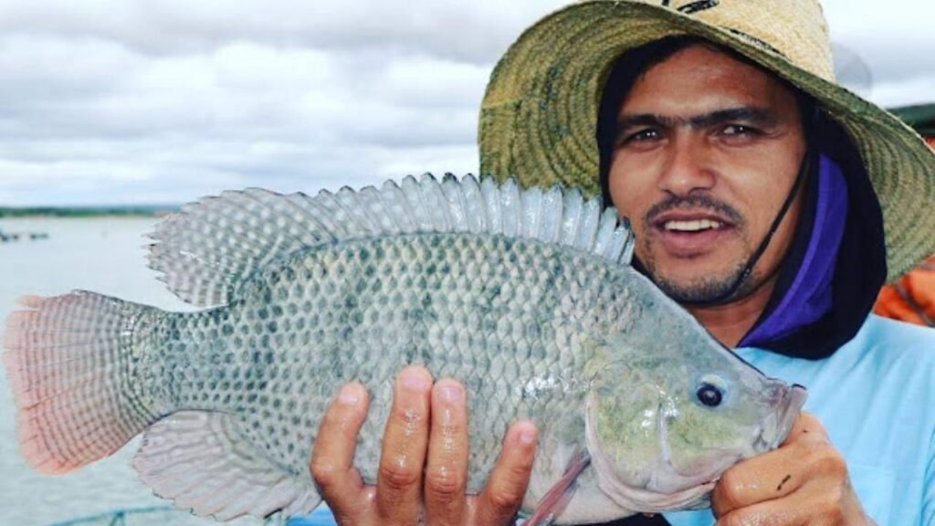 Criação de Tilápia em Jatobá: Uma Cadeia Produtiva em Expansão