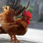 Denúncia contra Hytalo Santos por Felca explode nas redes e mobiliza deputados de direita e esquerda